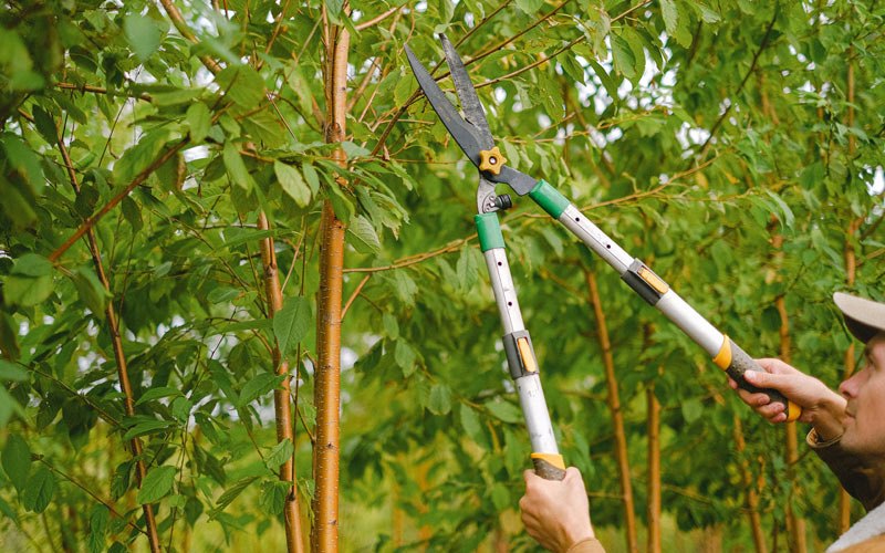 Tree trimming in Cherryville, MO